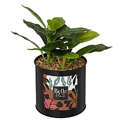 Atmosphera Plante Artificielle en Pot Cosy 20cm Noir & Vert