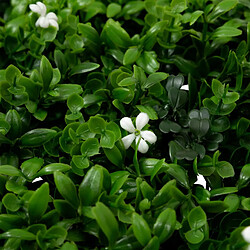 Atmosphera Carré Végétal Artificiel Classique Izy 50cm Vert