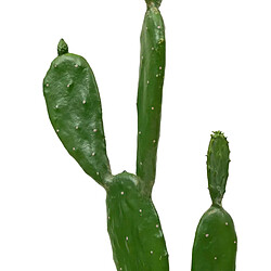 Atmosphera Cactus Artificiel en Pot Yukatan 109cm Vert