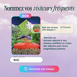 Acheter Birdbuddy Mangeoire à Oiseaux Intelligente Solaire avec caméra