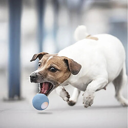 Cheerble Wicked Ball SE, Balle auto-roulante pour chien de petite race pas cher