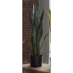 Alexandra House Living Plante Sansevieria 75 cm. 75 cm
