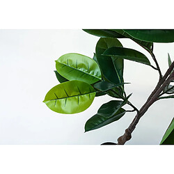 Alexandra House Living Ficus, 170 cm de haut.