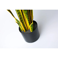 Alexandra House Living Plante Sansevieria Bicolore 75 Cms. 75 cm