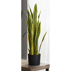Alexandra House Living Plante Sansevieria Bicolore 75 Cms. 75 cm