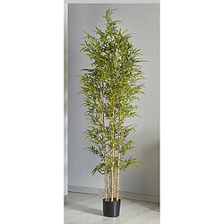 Alexandra House Living Plante de bambou 220 cm. 220 cm