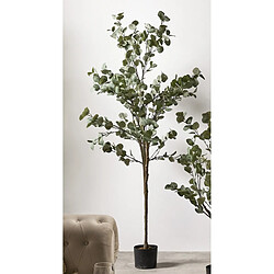 Alexandra House Living Eucalyptus 182 cm. 182 cm
