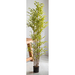 Alexandra House Living Plante de bambou 200 cm x 200 cm