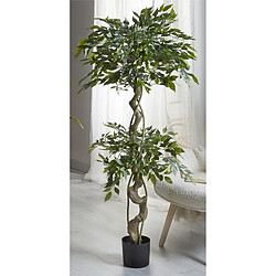 Alexandra House Living Ficus Benjamin, plante de 155 cm. 155 cm