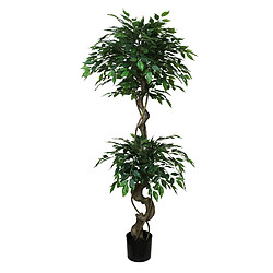 Alexandra House Living Ficus Benjamin, plante de 155 cm. 155 cm