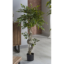 Alexandra House Living Ficus Benjamin, plante de 120 cm.