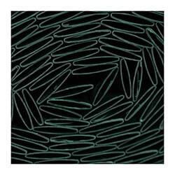 Canisse PVC double face - NATURE - 1 x 3 m - 1600 g/m² - Occultant 4/5 - Anti-UV - Vert