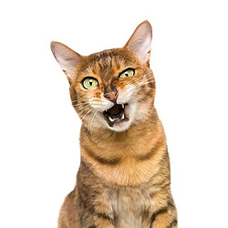 Autocollant mural Three Ratels CM29, magnifique chat persan Birman Bombay British Shorthair birman, décoration de maison, autocollants de voiture~01609