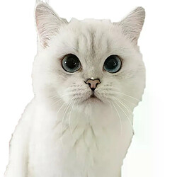 Autocollant mural Three Ratels CM29, magnifique chat persan Birman Bombay British Shorthair birman, décoration de maison, autocollants de voiture~01605