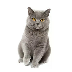 Autocollant mural Three Ratels CM29, magnifique chat persan Birman Bombay British Shorthair birman, décoration de maison, autocollants de voiture~01611