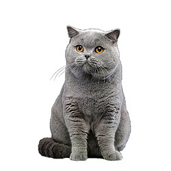 Autocollant mural Three Ratels CM29, magnifique chat persan Birman Bombay British Shorthair birman, décoration de maison, autocollants de voiture~01613