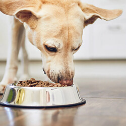 Paris Prix Gamelle Anti-Glouton Chien & Chat Inox 30cm Argent