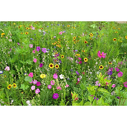 Mélange de fleurs papillon - BHS - 230 g - 39 variétés vivaces et annuelles