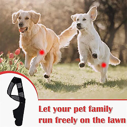 Accessoires chien de chasse