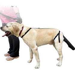 Avis INF Protection Ajustable pour Queue de Chien - Soin des Plaies, Anti-Morsure & Prévention de l
