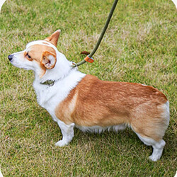 INF Laisse du chien Black