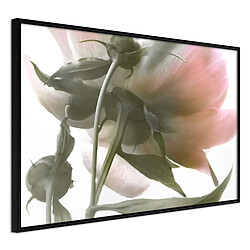Paris Prix Affiche Murale Encadrée Under the Flower 60 x 40 cm Noir