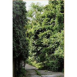 Ailanthus altissima : une monographie située de l'ailante