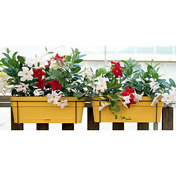 Avis Stefanplast SET BALCON 50 CM AVEC RESERVE EAU - Balconnière 9L Moutarde