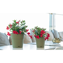 Avis STEFANPLAST Pot de Fleurs ETHICA - 2 L - 40x39 cm - Avec Réservoir d'Eau - Blanc h39