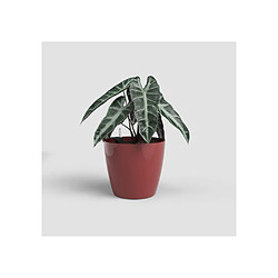 Pots & cache-pots