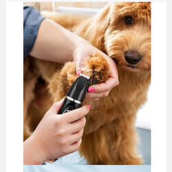 Avis INF Kit de toilettage pour animaux de compagnie à double tête : Tondeuse et rasoir Black