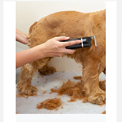 Acheter INF Kit de toilettage pour animaux de compagnie à double tête : Tondeuse et rasoir Black