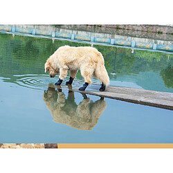 INF Chaussures Imperméables Antidérapantes pour Animaux - Lot de 4, Adhérence et Protection Am pas cher