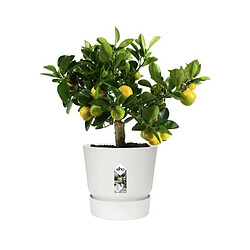 Elho Pot de fleurs rond - Blanc pas cher