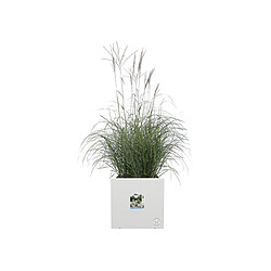 Elho Vivo Next Square 30 cm - Blanc pas cher
