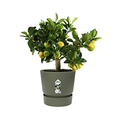 Elho pot de fleurs rond - Vert pas cher
