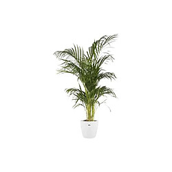 Décoration d'extérieur