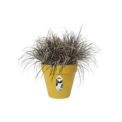 Pots & cache-pots