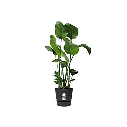 Acheter ELHO Pot Rond Greenville Noir