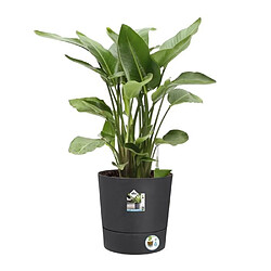 Avis Elho GreenSense Ø 43 cm gris charbon