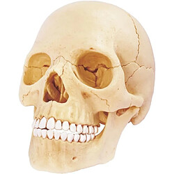 MGM Explora Anatomie Crâne