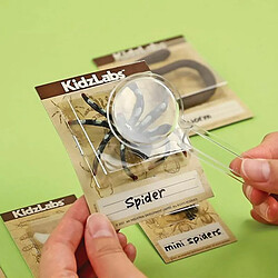 4M Kit des insectes rampants