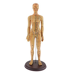 Modèle d'Acupuncture masculin féminin 48CM