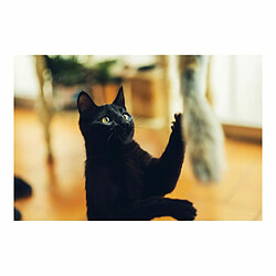 Gloria Canne à Chat