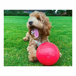 Jouet pour chien