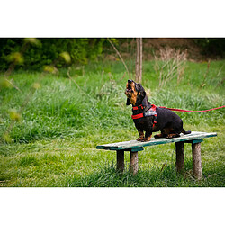Avis Julius-K9 Collier - Gris/Rouge - Taille L