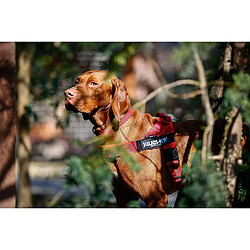 Collier pour chien
