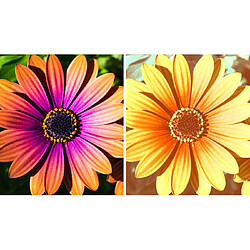 Avis Adobe Systems Adobe Photoshop Elements 2024