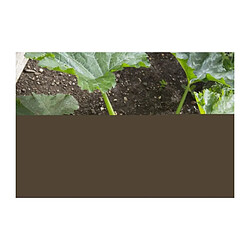 Avis Gardena Manche Télescopique 90-145 cm