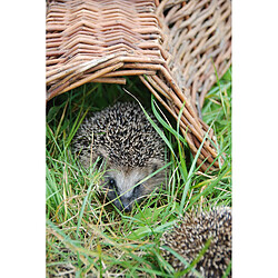 Acheter ESSCHERT DESIGN Panier à hérisson - Osier